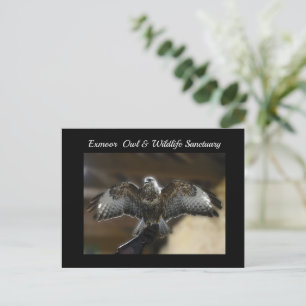 Hawk mit Wings Out Exmosphäre Naturschutzgebiet Feiertagspostkarte
