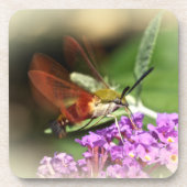 Hawk Moth löschen - Hemaris thysbe Untersetzer (Vorderseite)
