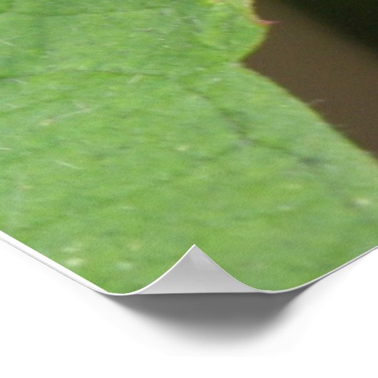 Hawk Moth Poster (Ecke)