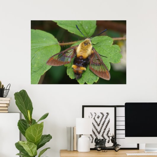 Hawk Moth Poster (Heimbüro)