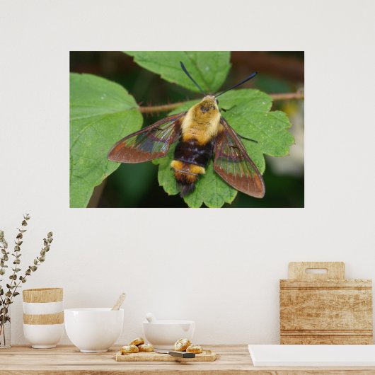 Hawk Moth Poster (Küche)