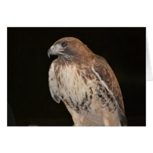 Hawk Notecard