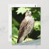"Hawk on Roof Postcard" Postkarte (Vorne/Hinten)