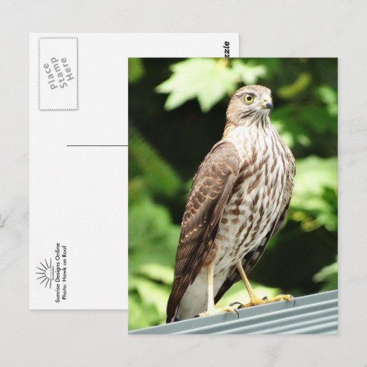 "Hawk on Roof Postcard" Postkarte (Vorne/Hinten)