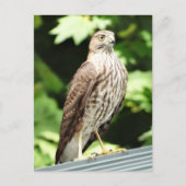 "Hawk on Roof Postcard" Postkarte (Vorderseite)