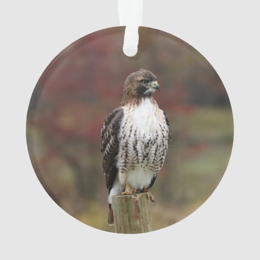 Hawk-Ornament Ornament (Rückseite)