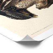 Hawk Owl von Audubon Poster (Ecke)