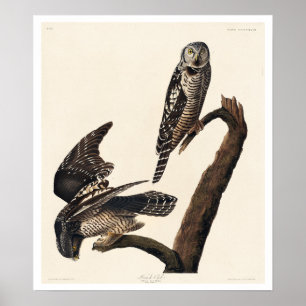 Hawk Owl von Audubon Poster