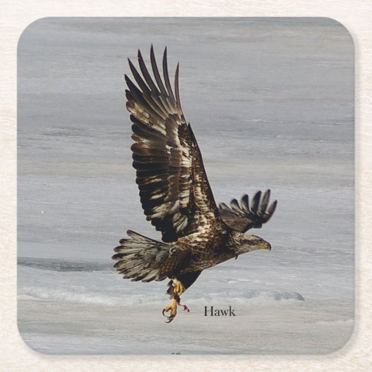 Hawk Paper Untersetzer (Vorderseite)