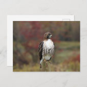 Hawk Postcard Postkarte (Vorne/Hinten)