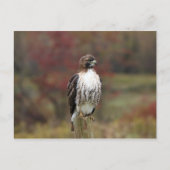 Hawk Postcard Postkarte (Vorderseite)
