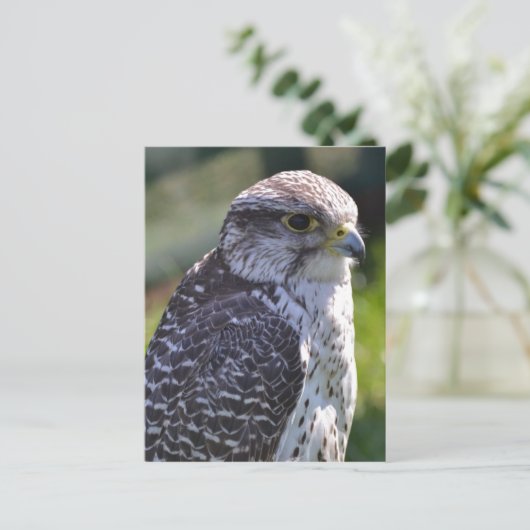 Hawk Postcard Postkarte (Stehend Vorderseite)