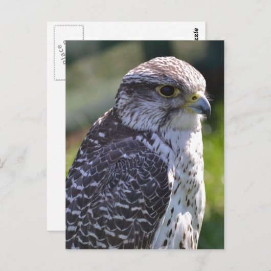 Hawk Postcard Postkarte (Vorne/Hinten)