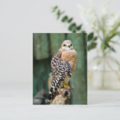 Hawk Postcard Postkarte (Stehend Vorderseite)