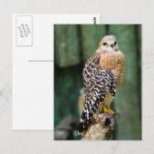 Hawk Postcard Postkarte (Vorne/Hinten)