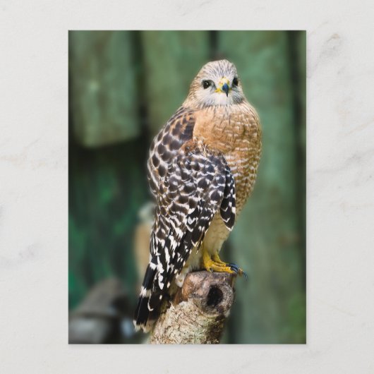 Hawk Postcard Postkarte (Vorderseite)