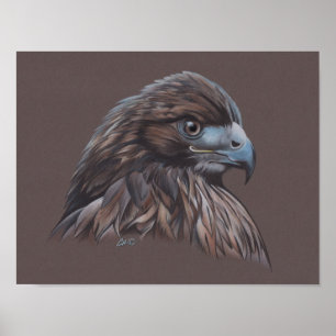 Hawk Poster