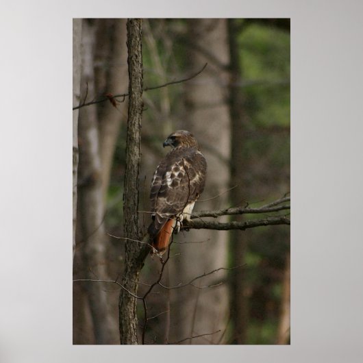 Hawk Poster (Vorne)