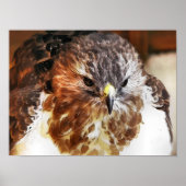 HAWK POSTER (Vorne)