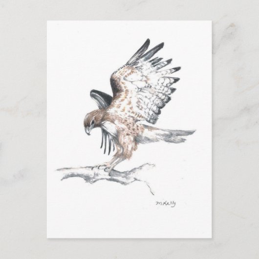 Hawk Postkarte (Vorderseite)