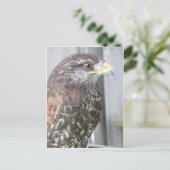 Hawk Postkarte (Stehend Vorderseite)