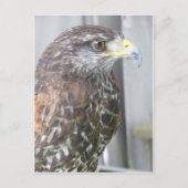 Hawk Postkarte (Vorderseite)