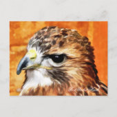HAWK POSTKARTE (Vorderseite)