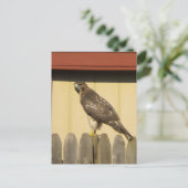 Hawk Postkarte (Stehend Vorderseite)