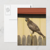 Hawk Postkarte (Vorne/Hinten)