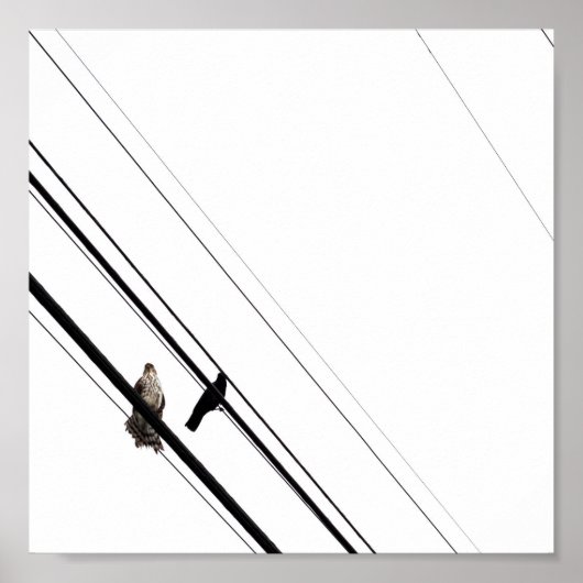 Hawk und Crow auf Powerlines Poster (Vorne)