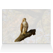Hawk und Fall Foliage (Innenansicht Horizontal (Oben))