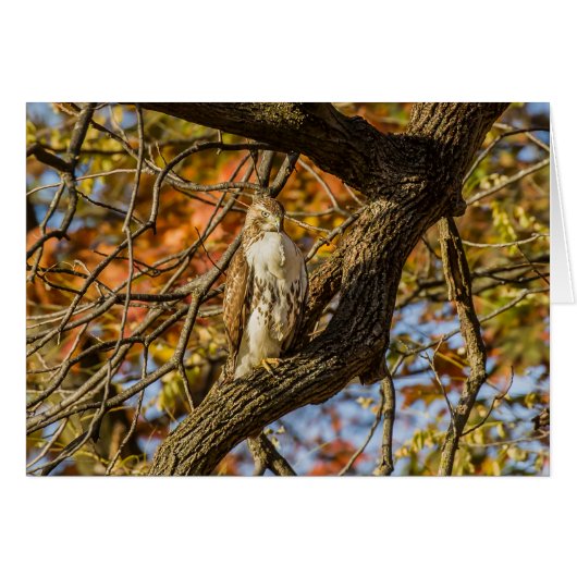 Hawk und Fall Foliage (Vorderseite (Horizontal))