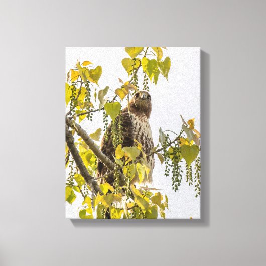 Hawk und Herz Leinwanddruck (Vorderseite)