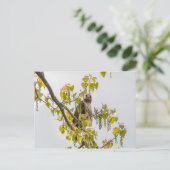 Hawk und Herz Postkarte (Stehend Vorderseite)