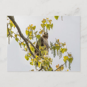Hawk und Herz Postkarte