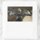 "Hawk with Wings Out Exmoore & Wildlife Sanctuary" Rechteckiger Aufkleber (Tasche)