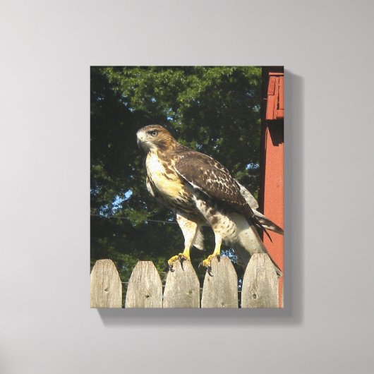 Hawk Wrapped Canvas Print Leinwanddruck (Vorderseite)