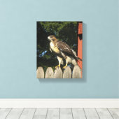 Hawk Wrapped Canvas Print Leinwanddruck (Insitu (Holzboden))