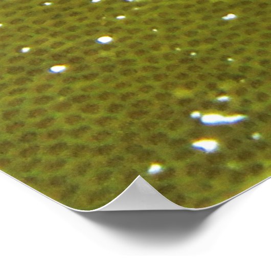 Hawkfish Poster (Ecke)