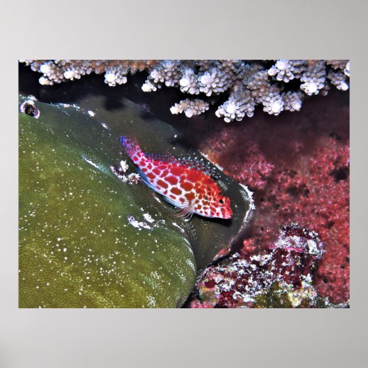 Hawkfish und Korallen Poster (Vorne)