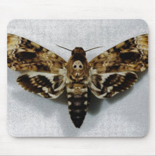 Hawkmoth der Kopf des Todes AcherontiaLachesis Mousepad