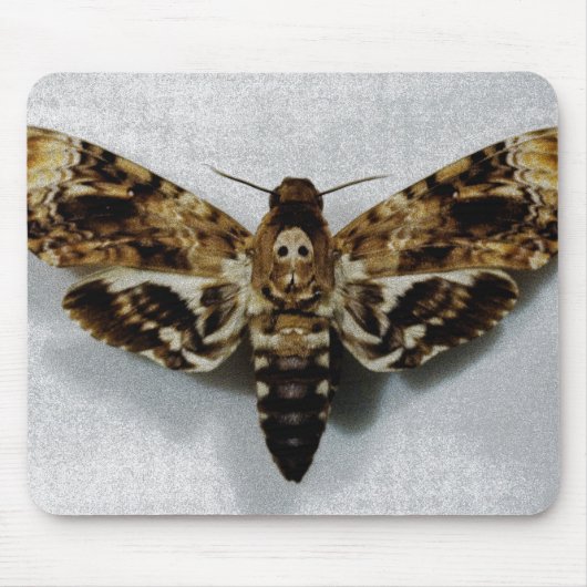Hawkmoth der Kopf des Todes AcherontiaLachesis Mousepad (Vorne)