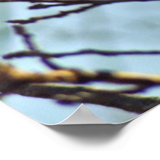 Hawks Eye Poster (Ecke)