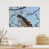 Hawks Eye Poster (Küche)