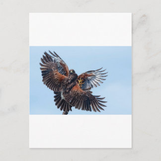 Hawks Kampf um die Kontrolle des Himmels Postkarte