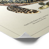Hawksbill Adult und Juvenile Print Poster (Ecke)