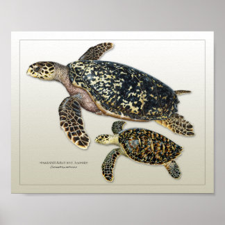 Hawksbill Adult und Juvenile Print Poster