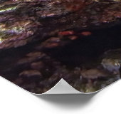 Hawksbill am Riff Poster (Ecke)