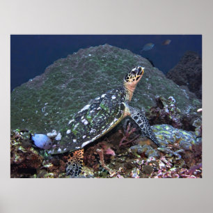 Hawksbill am Riff Poster