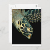 Hawksbill Angel Postkarte (Vorne/Hinten)